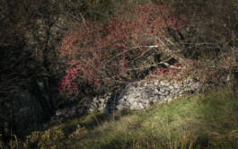 vodopivec