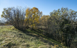 vodopivec