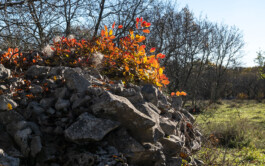 vodopivec