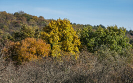 vodopivec