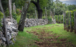 vodopivec