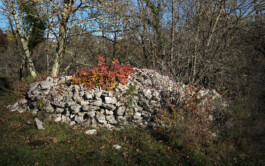 vodopivec