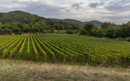 vodopivec