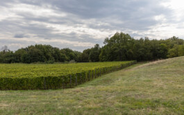 vodopivec